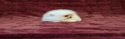 Pomeranian dogs for sale: Ultra Teddy Bear Pomeranian Puppies - Advert 3