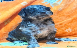 Mini Goldendoodle dogs for sale: 🐾🐾Mini golden doodles out of therapy asst momma - Image 10