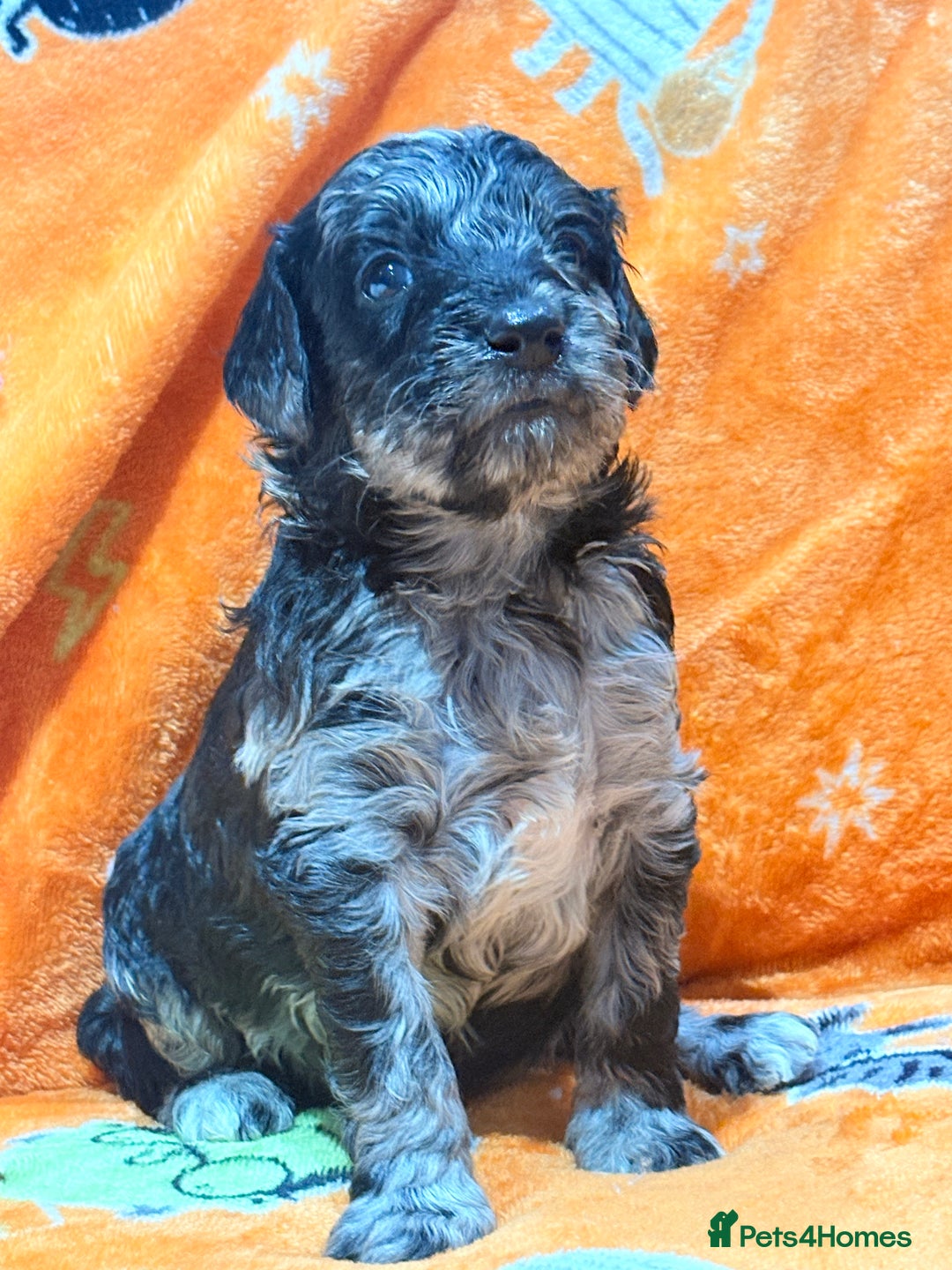 Mini Goldendoodle dogs for sale: 🐾🐾Mini golden doodles out of therapy asst momma - Image 10