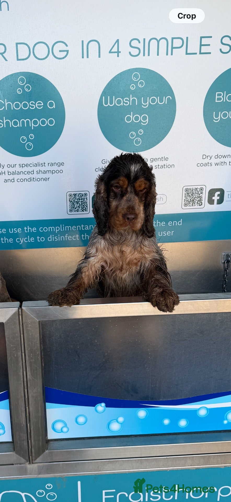Cocker Spaniel dogs Our Beautiful 3-Year-Old Show Cocker Spaniel - Advert 3