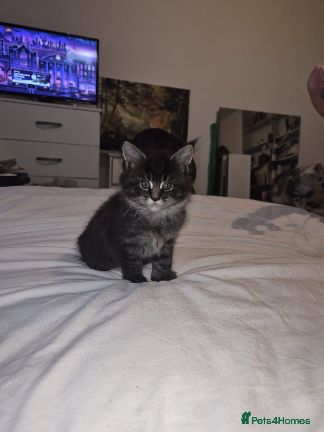 Maine Coon cats for sale: Beautiful Maine coon kittens 🤍🖤 - Advert 6