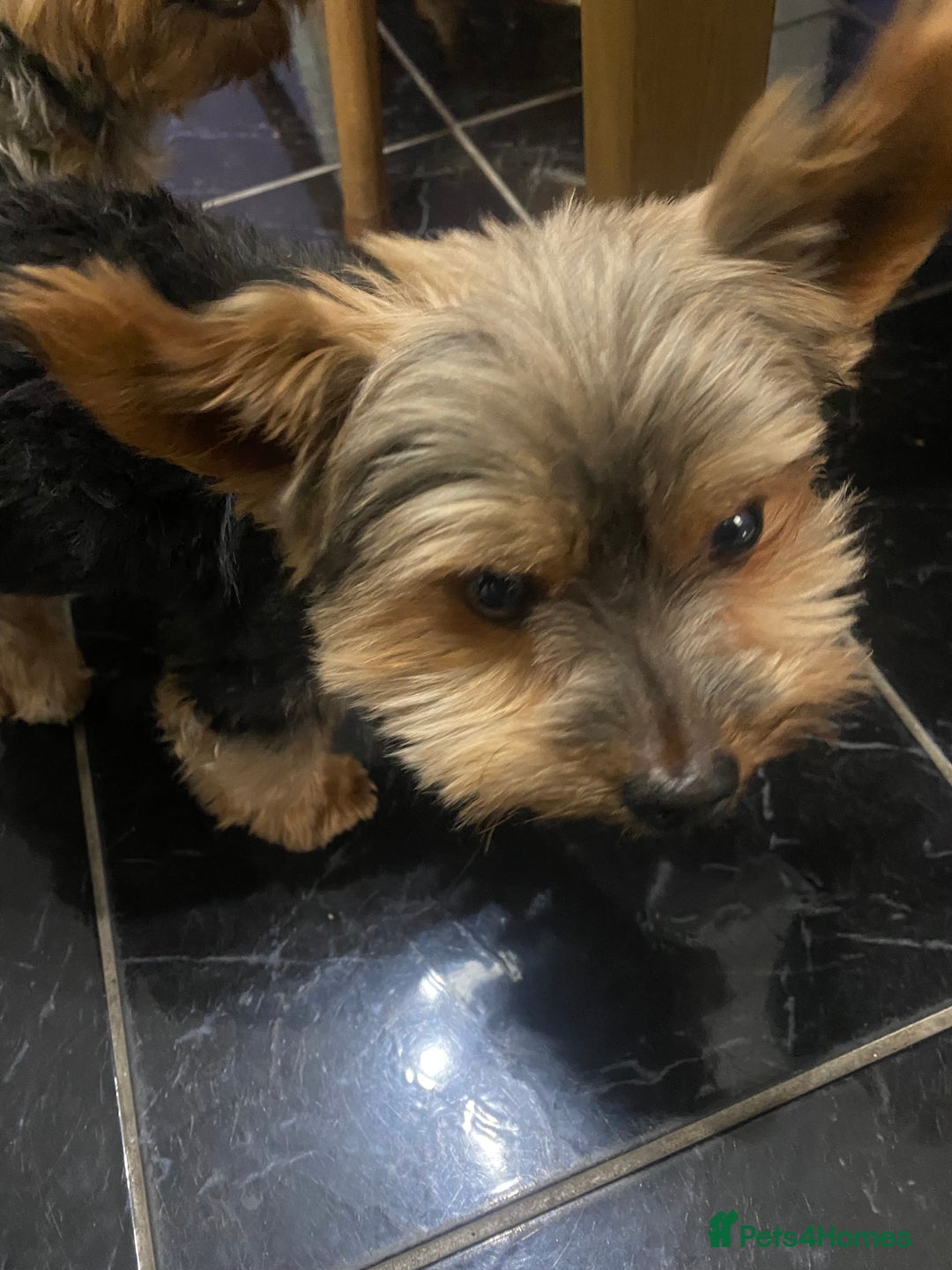 Yorkshire Terrier dogs for sale: Yorkshire Terrier puppies - Advert 5