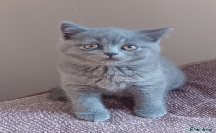 British Shorthair cats - Advert 2