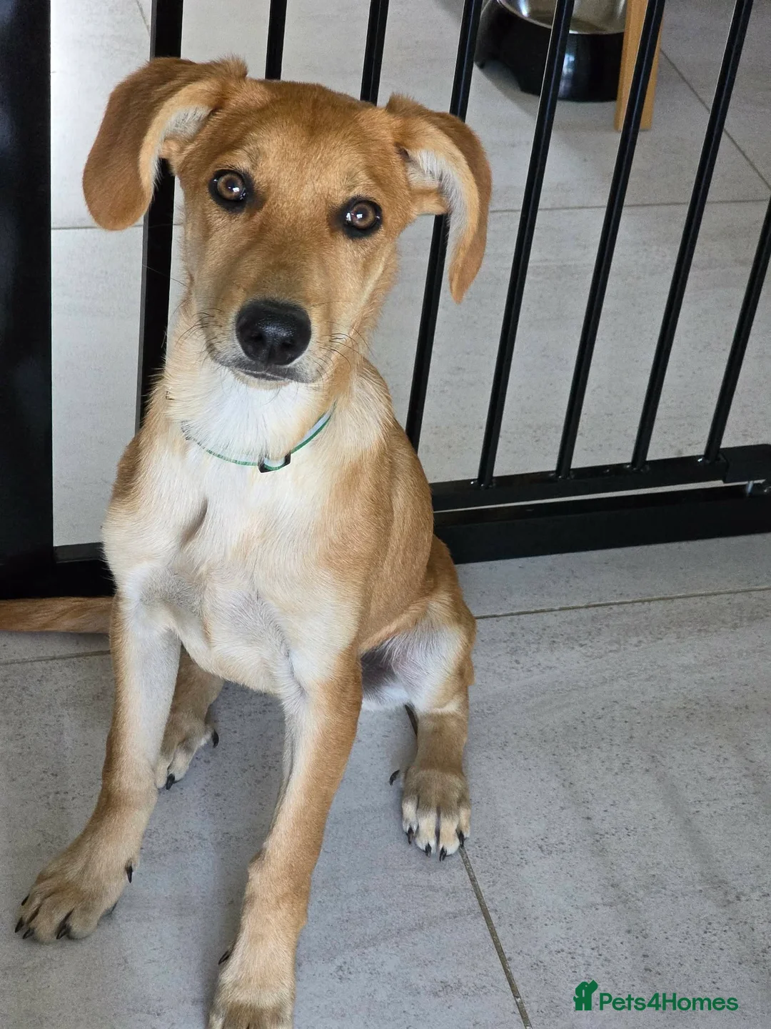 Mixed Breed dogs for adoption: Adorable Henry 4.5 mth Lab X Pointer in Henlow - Advert 7