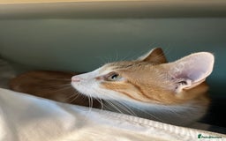 British Shorthair cats for sale: 1 year old ginger and white tortoiseshell cat - Image 7