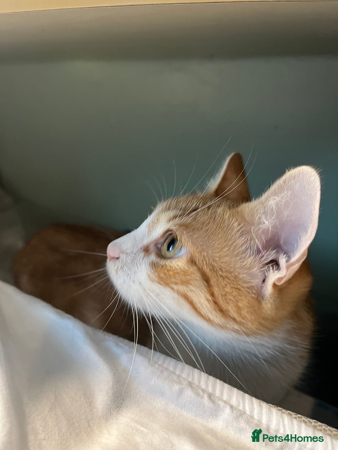 British Shorthair cats for sale: 1 year old ginger and white tortoiseshell cat - Image 7