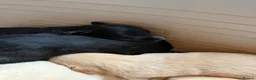 Mixed Breed dogs for sale: Puppy’s  in Oakham - Advert 4