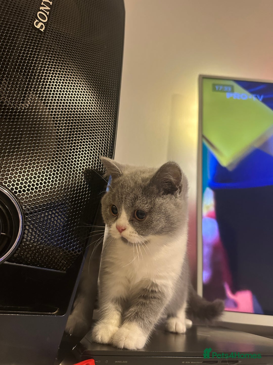 British Shorthair cats for sale: British shorthairs - Advert 12