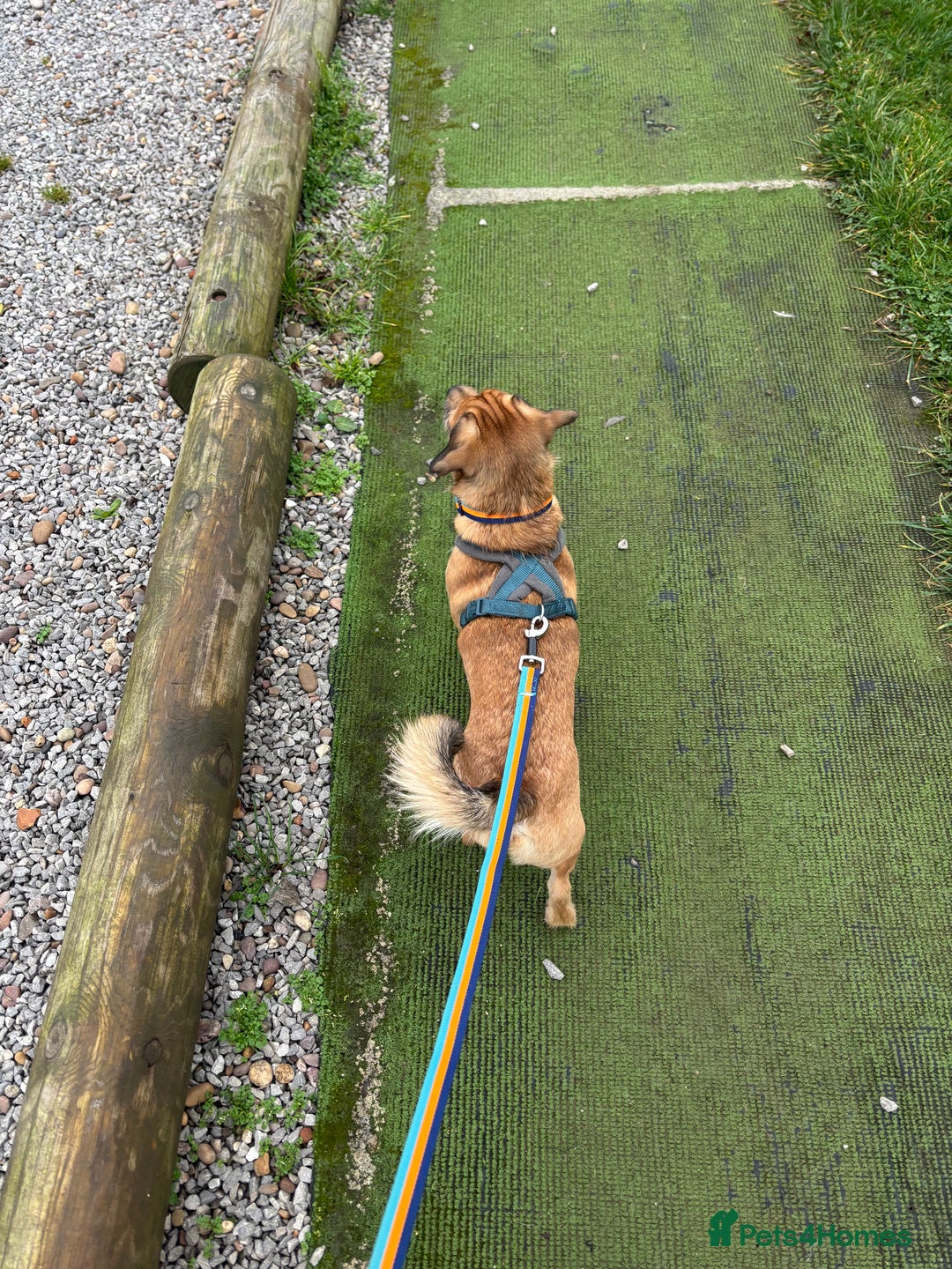 Mixed Breed dogs for sale: Dachshund X Shih Tzu male - Advert 5