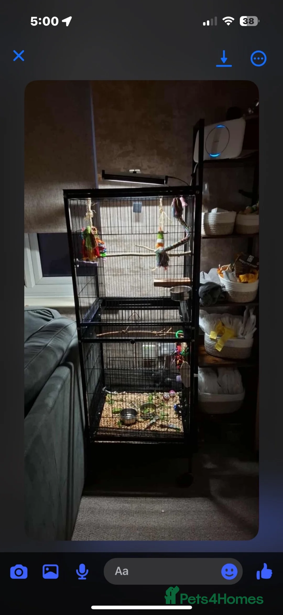 Mixed Breed birds for sale: Kakarikis - Advert 5