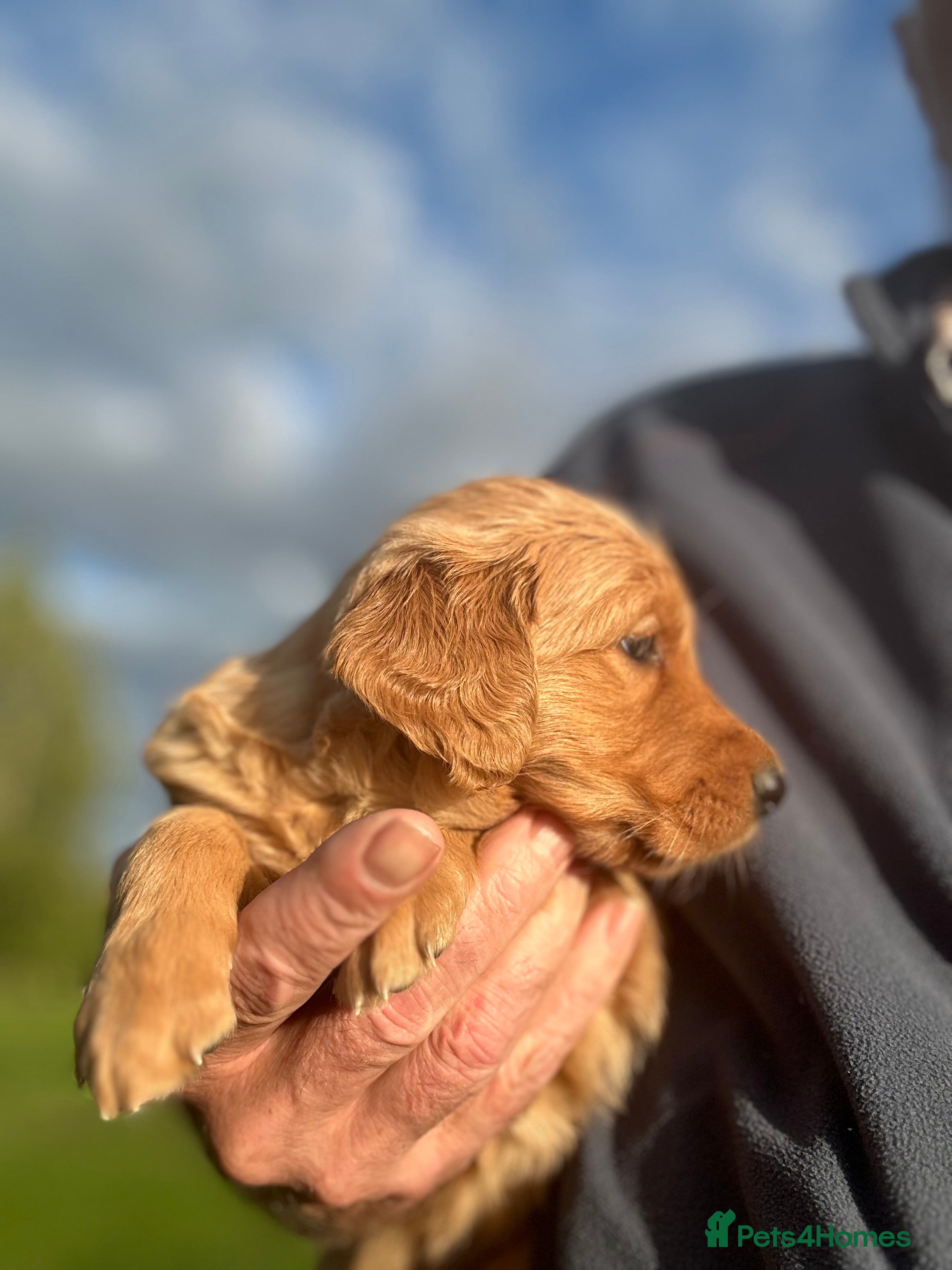 Golden Retriever dogs Very Dark Golden Retriever Puppies  - Advert 1