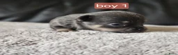 Chihuahua dogs for sale: 5 chiuaua baby boys - Advert 40