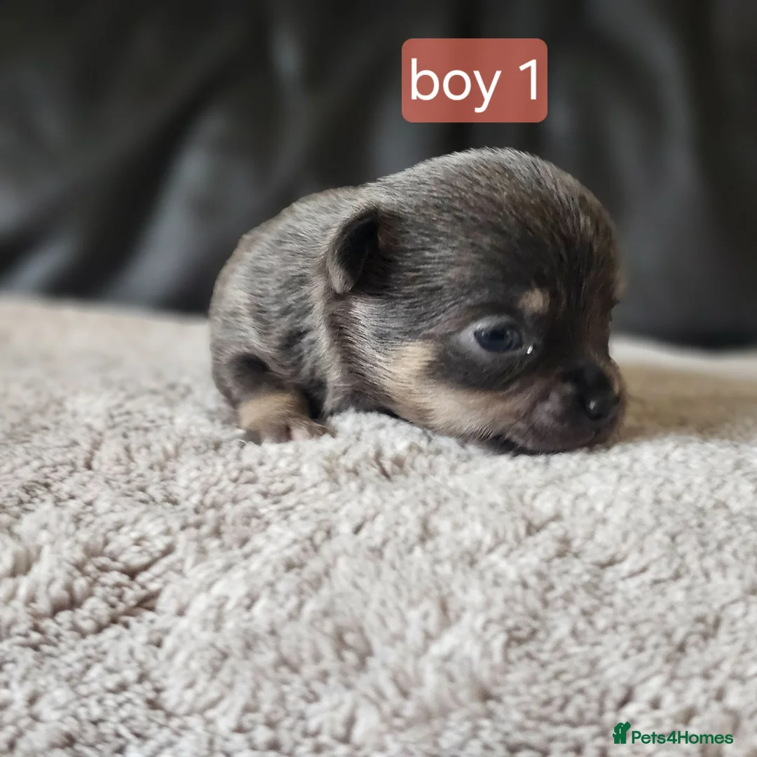 Chihuahua dogs for sale: 5 chiuaua baby boys - Advert 40