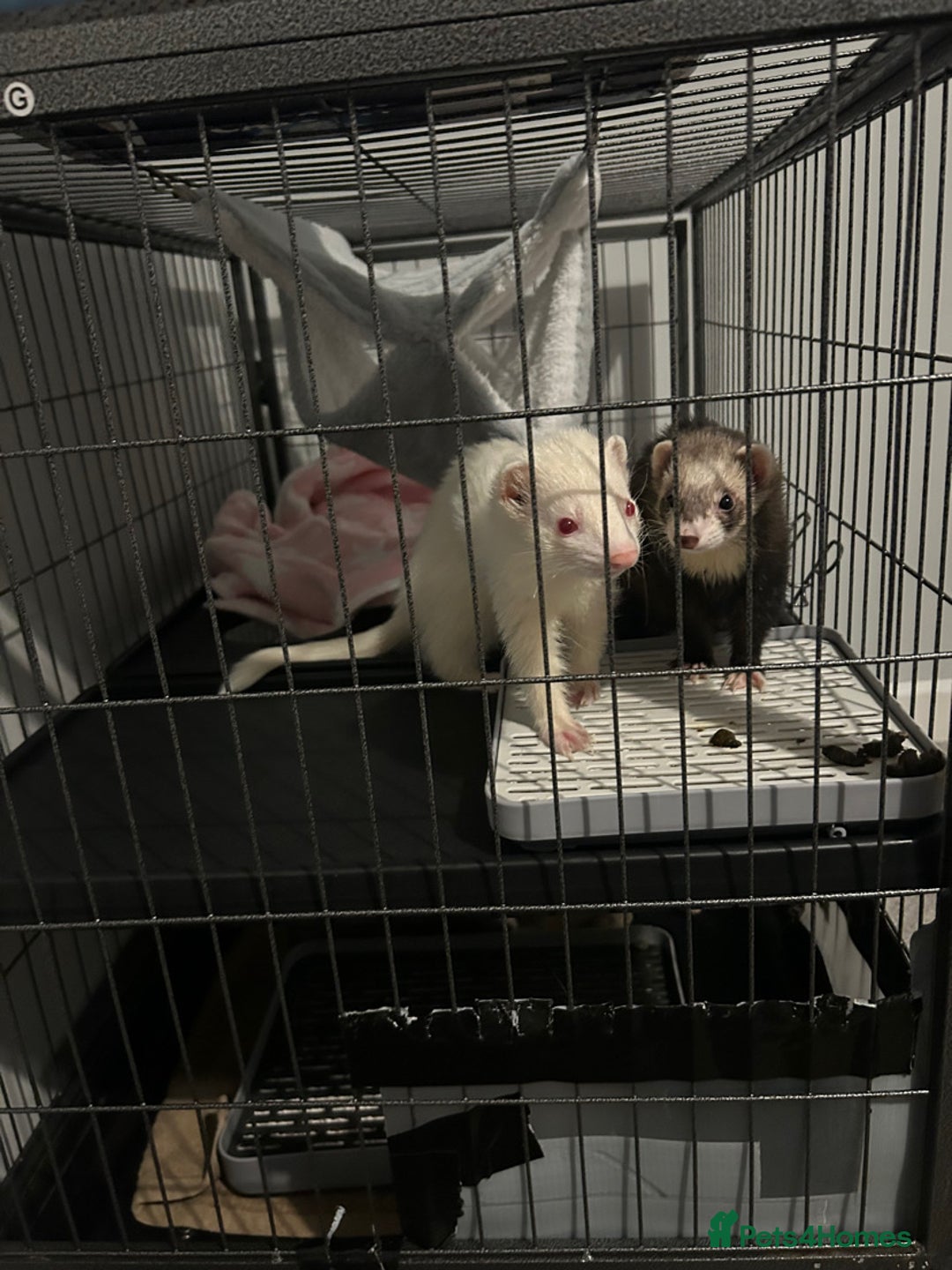 Ferret rodents for sale: X2 loving Ferrets  - Advert 3