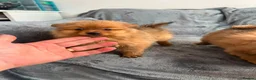 Pomeranian dogs for sale: Pomeranian in Blackpool - Advert 5