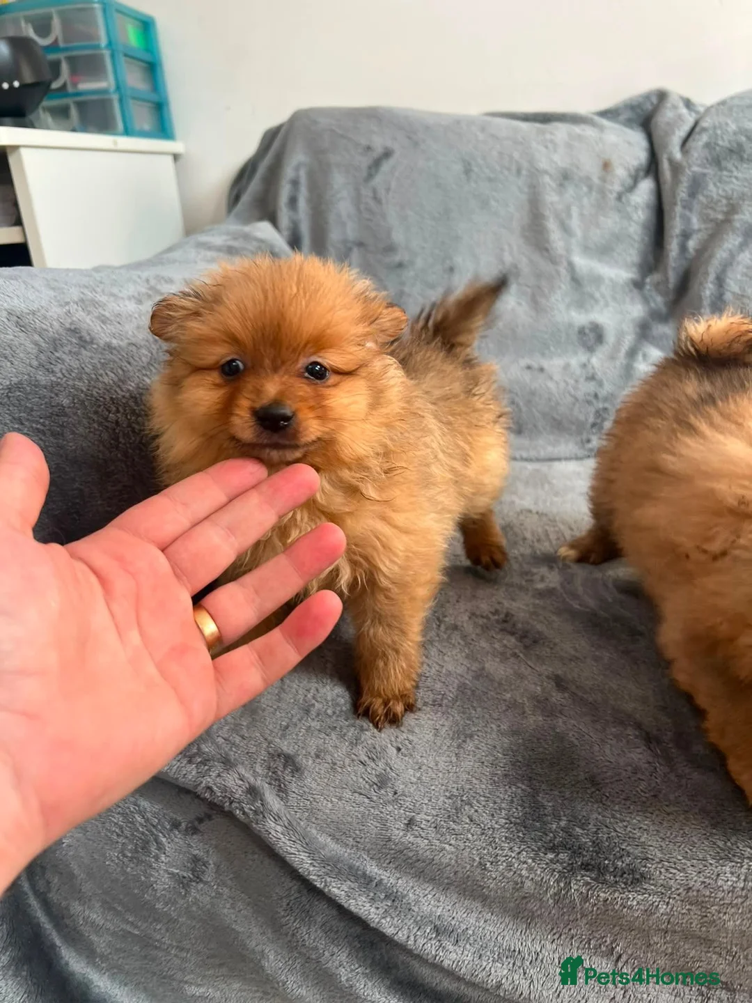 Pomeranian dogs for sale: Pomeranian in Blackpool - Advert 5