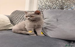 British Shorthair cats for sale: British Shorthair kittens and Mum for sale - Image 15