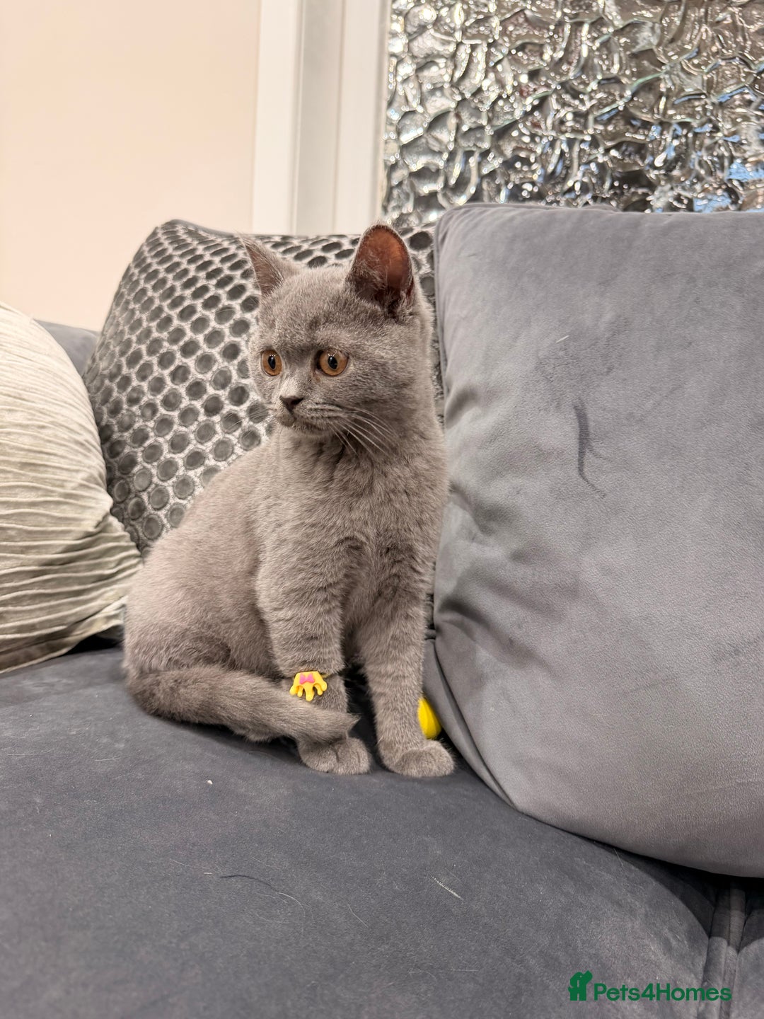 British Shorthair cats for sale: British Shorthair kittens and Mum for sale - Image 15