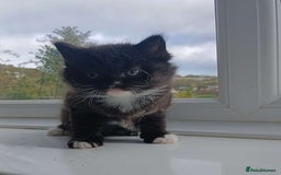 Domestic Shorthair cats for sale: Calico mixed - Image 2