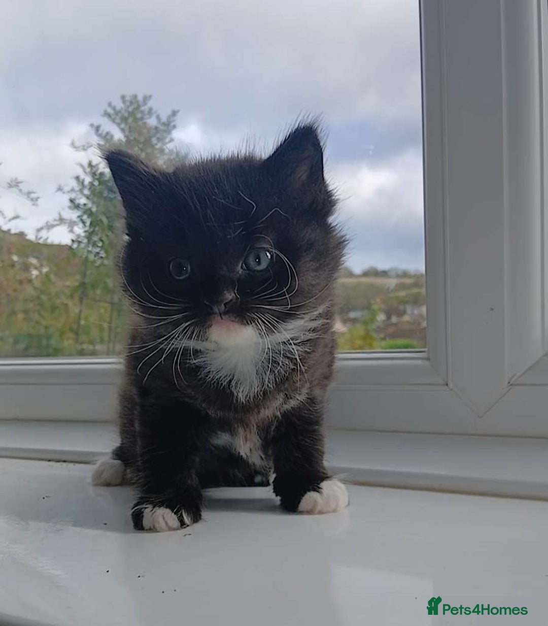 Domestic Shorthair cats for sale: Calico mixed - Image 2