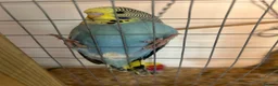 Budgerigars birds for sale: Baby budgies handled by hand  - Advert 9