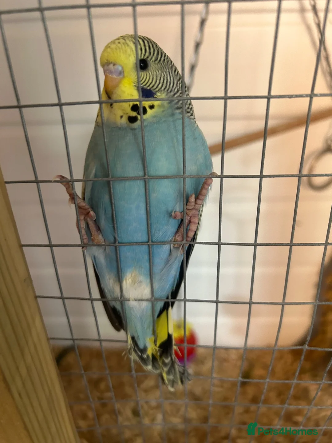 Budgerigars birds for sale: Baby budgies handled by hand  - Advert 9