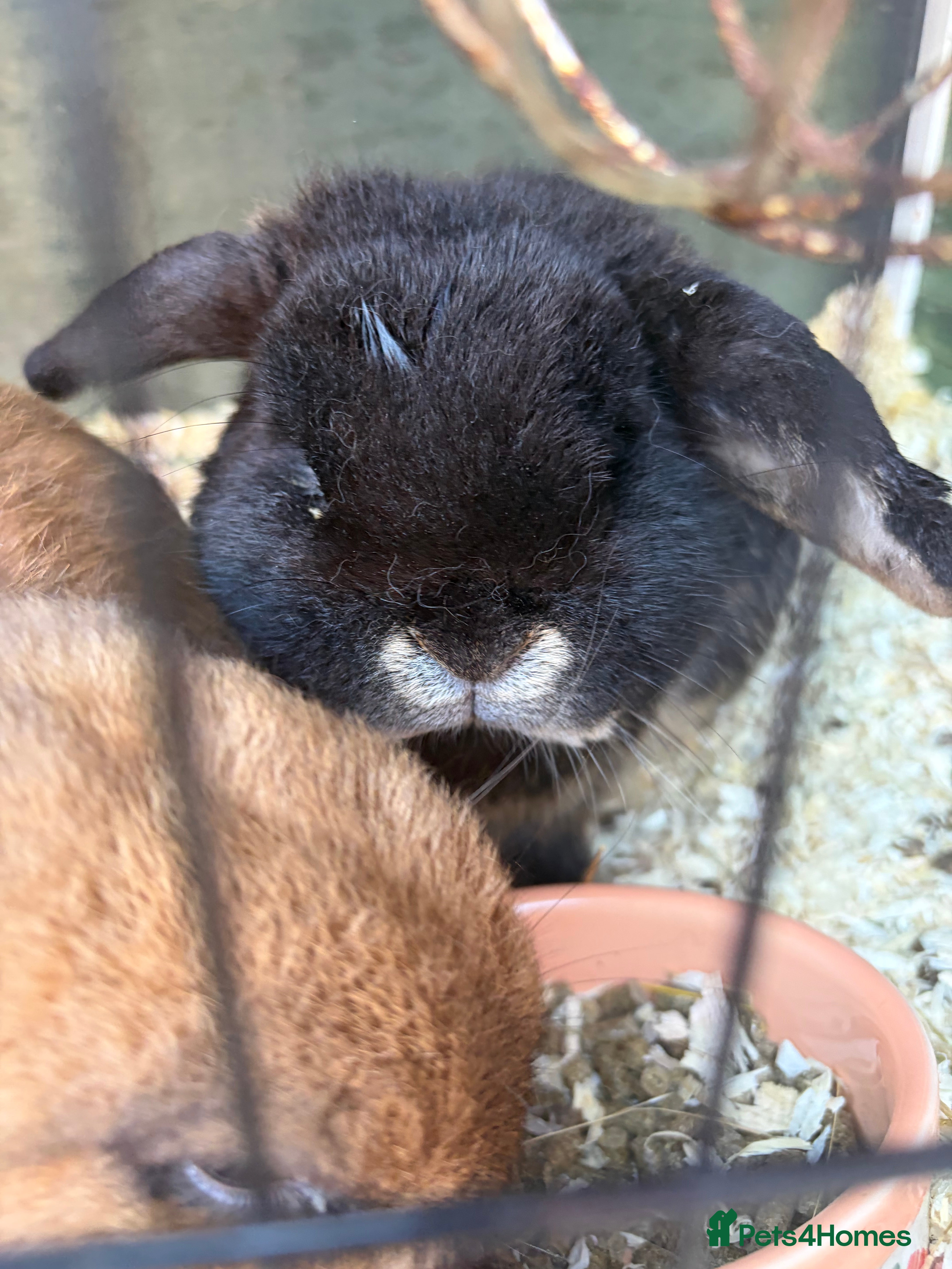 Mini Lop rabbits Black mini lop male for sale - Advert 9