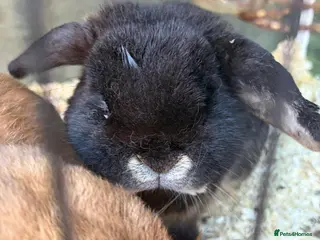 Mini Lop rabbits Black mini lop male for sale - Advert 9