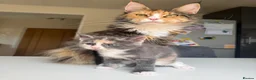 Maine Coon cats for sale: TORTOISESHELL MAINE COON X KITTENS - Advert 1