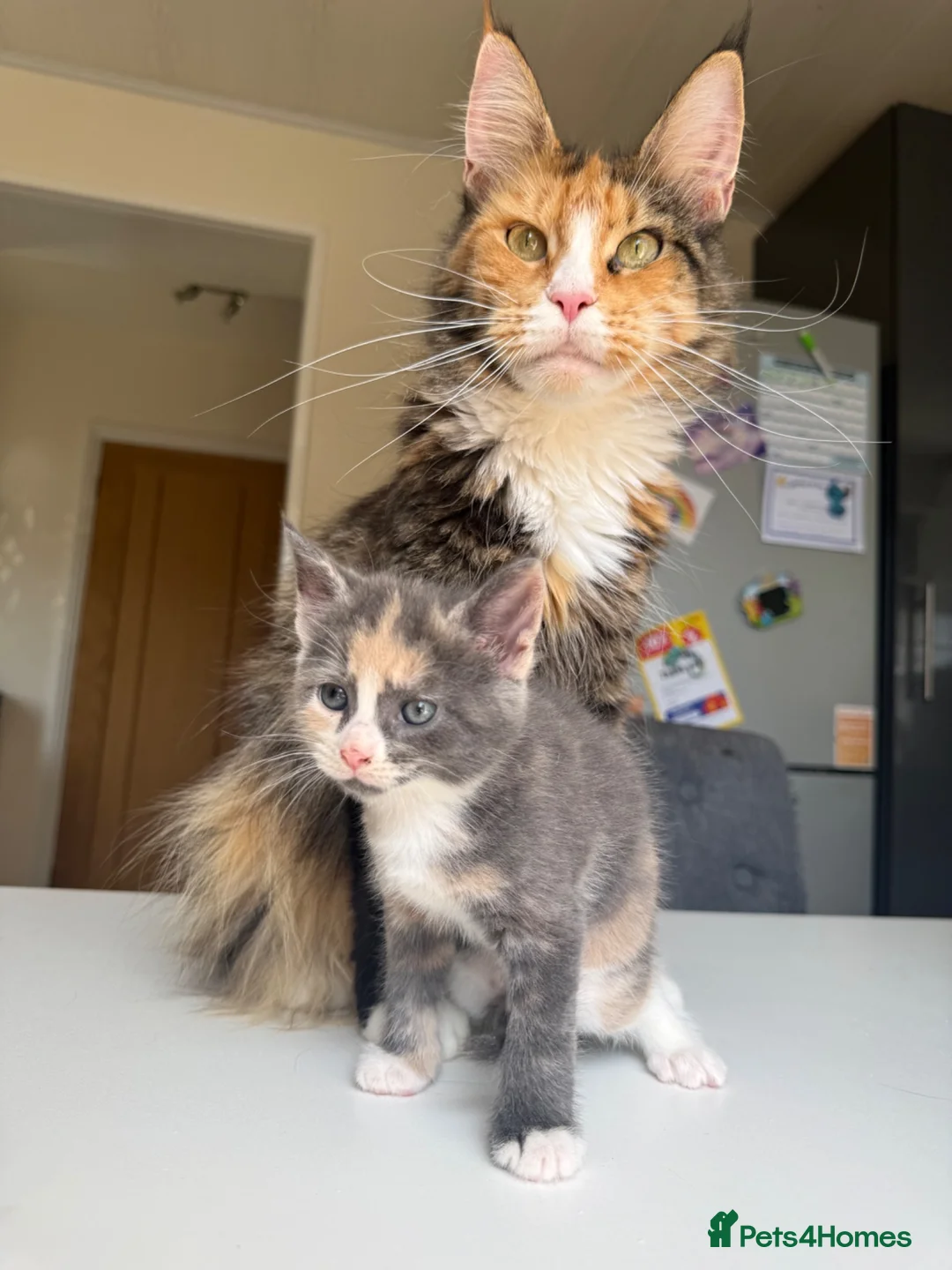 Maine Coon cats for sale: TORTOISESHELL MAINE COON X KITTENS - Advert 1