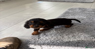 Cocker Spaniel dogs - Advert 9