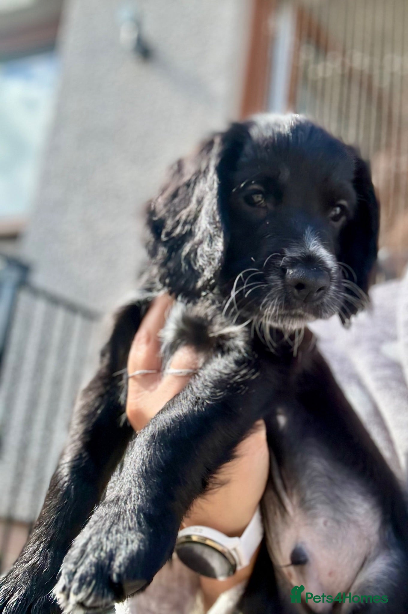 Sprocker dogs Sprocker spaniel  - Advert 1