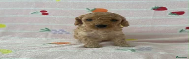 Cockapoo 5