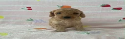 Cockapoo dogs for sale: Beautiful f2 cockapoo pups  in Peterlee - Advert 8