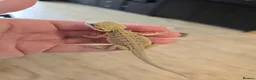 Bearded Dragon reptiles for sale: Baby Bearded Dragons - Advert 3