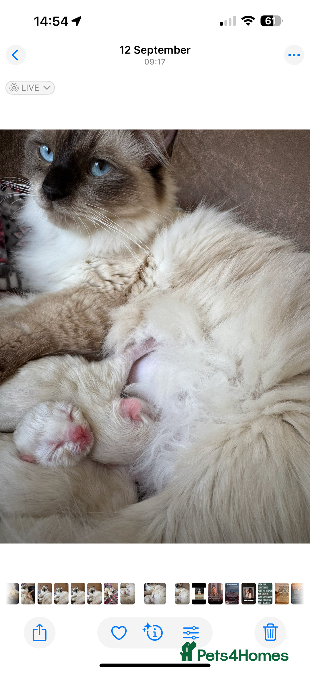 Ragdoll cats for sale: 👑 GCCF REGISTERED CHAMPION RAGDOLL KITTENS 👑 - Advert 4