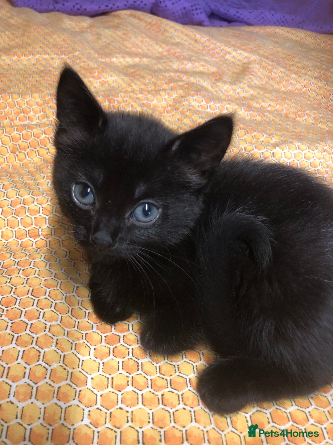 Mixed Breed cats for sale: Gorgeous loving playful kittens - Advert 3