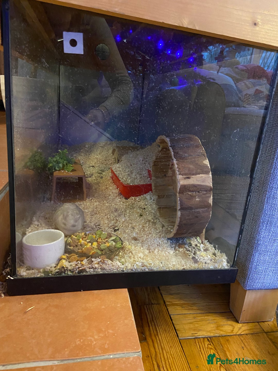 Gerbil rodents for sale: 2 friendly gerbils  - Advert 5