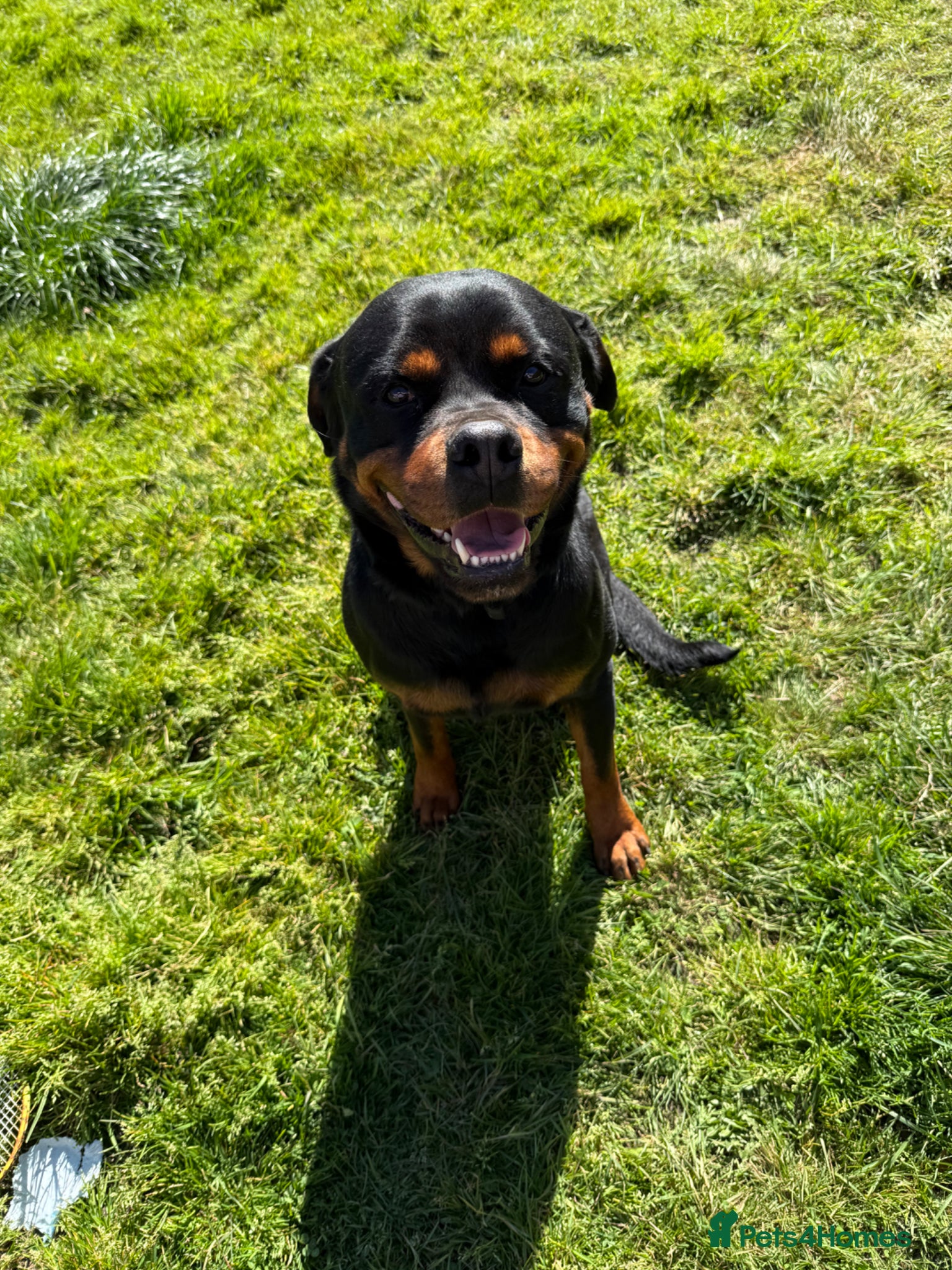 Rottweiler dogs Male 4 year old Rottweiler  - Advert 5