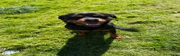 Rottweiler dogs for sale: Male 4 year old Rottweiler  - Advert 1