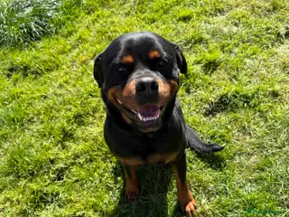 Rottweiler dogs Male 4 year old Rottweiler - Advert 5