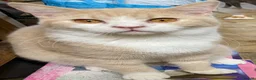 British Shorthair cats for sale: Young adult boys  - Advert 4