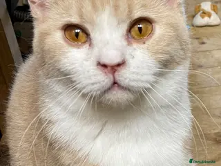British Shorthair cats Young adult boy - Advert 3
