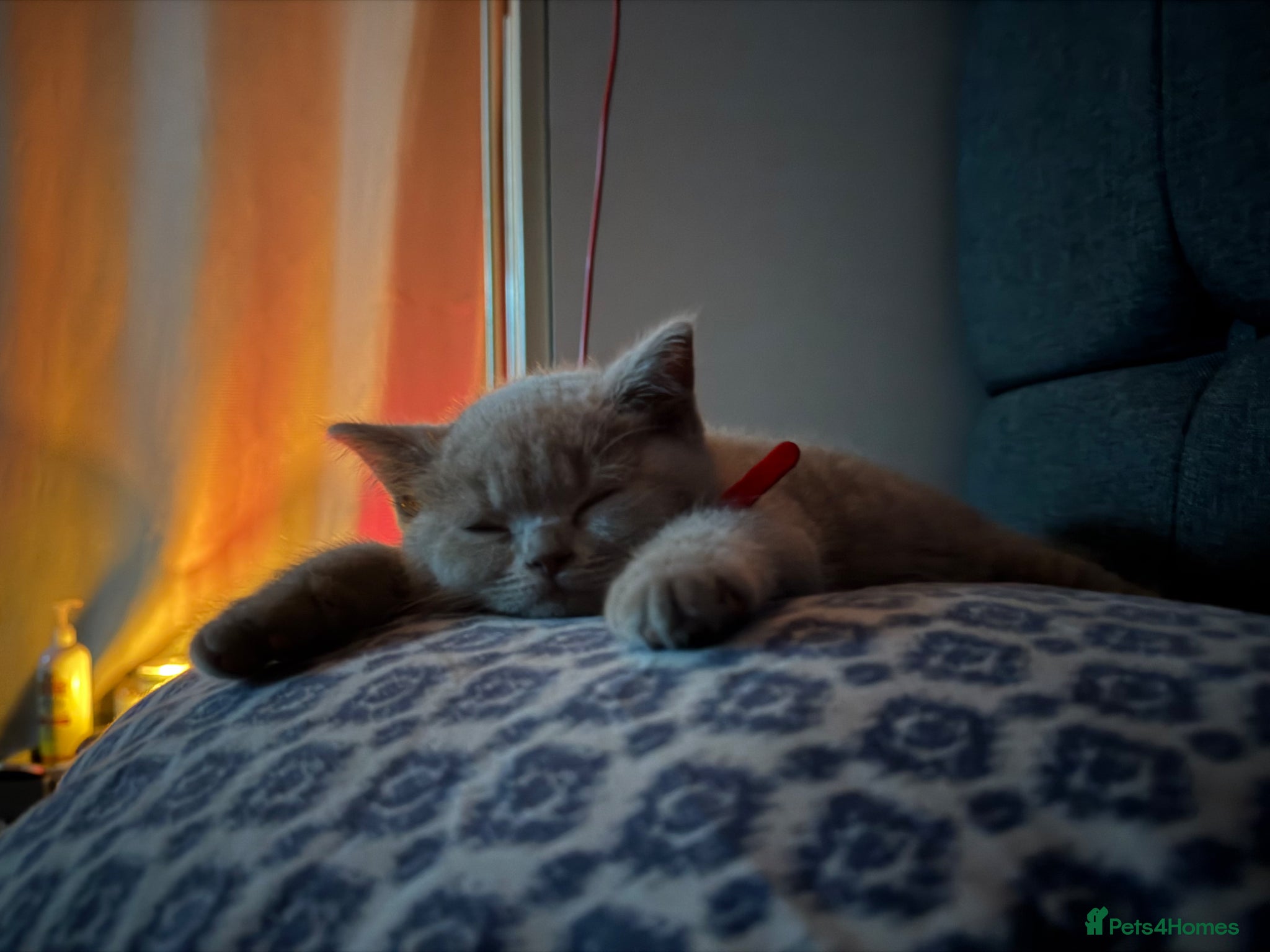 British Shorthair cats for sale: Lilac BSH kittens  - Advert 1