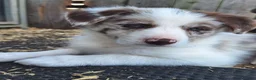 Border Collie dogs for sale: Beautiful fluffy Collie Pups for Sale - Advert 9