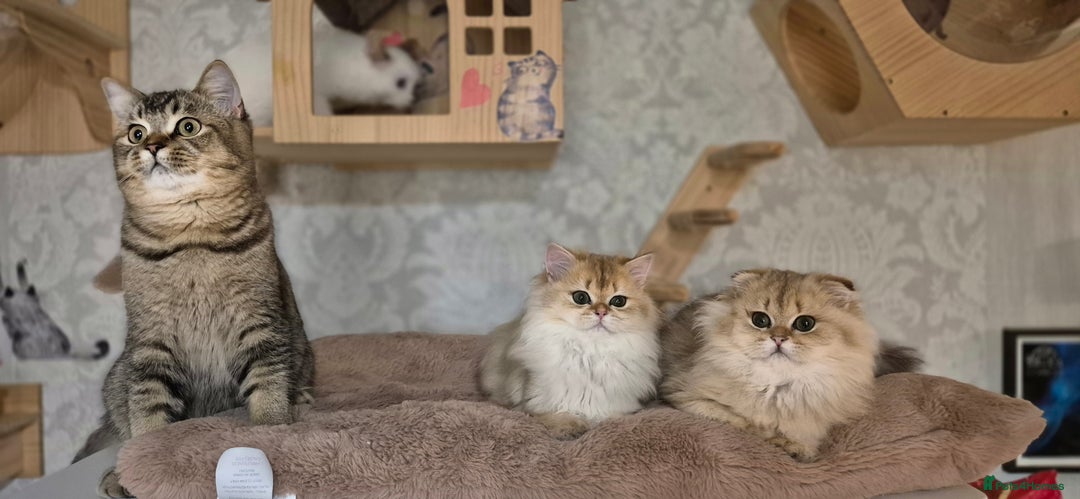 Scottish Fold cats for sale: I girl left! TICA reg. Scottish Fold ready to go - Image 10