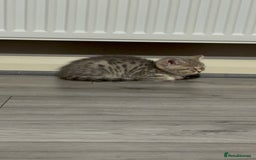 British Shorthair cats for sale: BSH Kitten Bean - Image 25