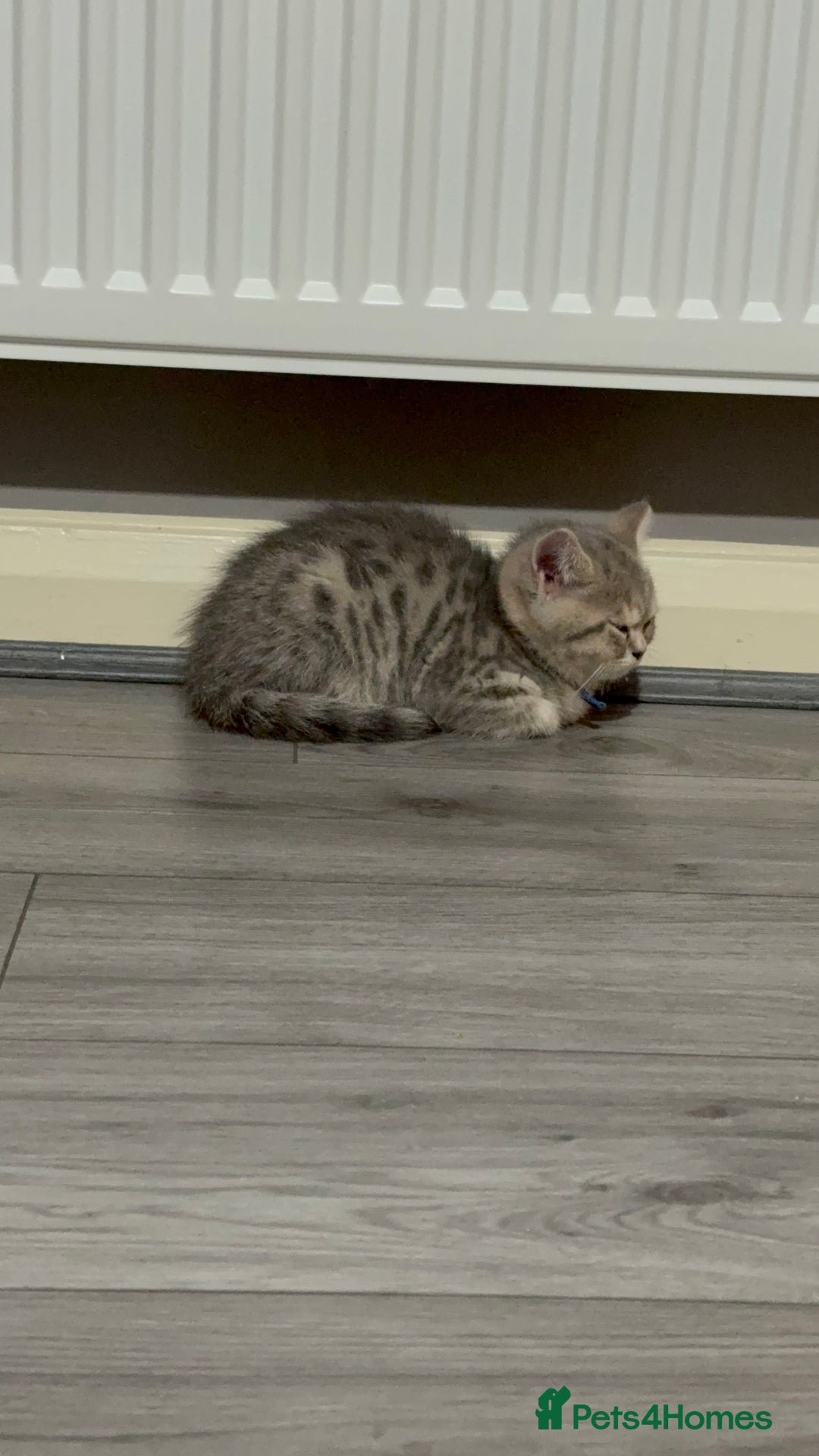 British Shorthair cats for sale: BSH Kitten Bean - Image 25