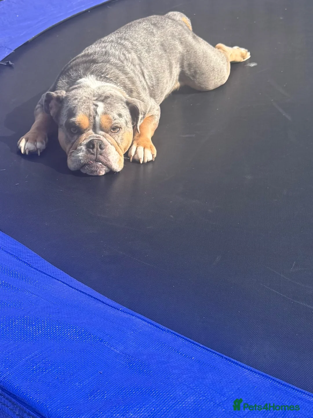 Mixed Breed dogs for sale: English bulldog X - Advert 8