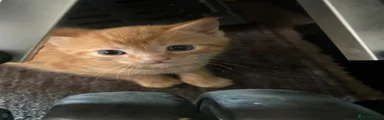 Mixed Breed Kitten 1